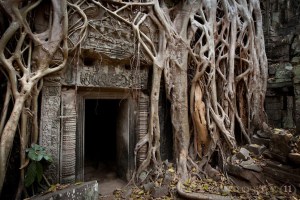 Banyan tree
