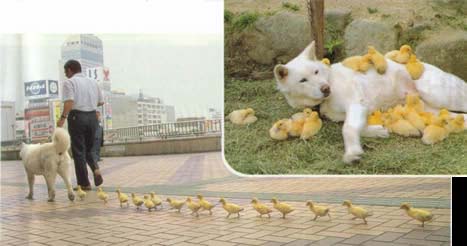 Maternal instinct and empathy