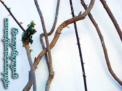 Umwelt bougainvillea three