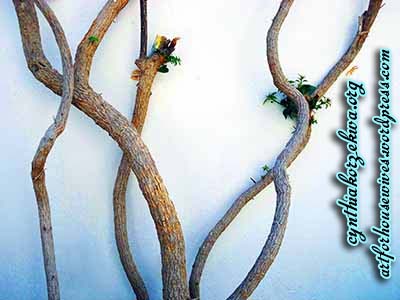 Umwelt bougainvillea two