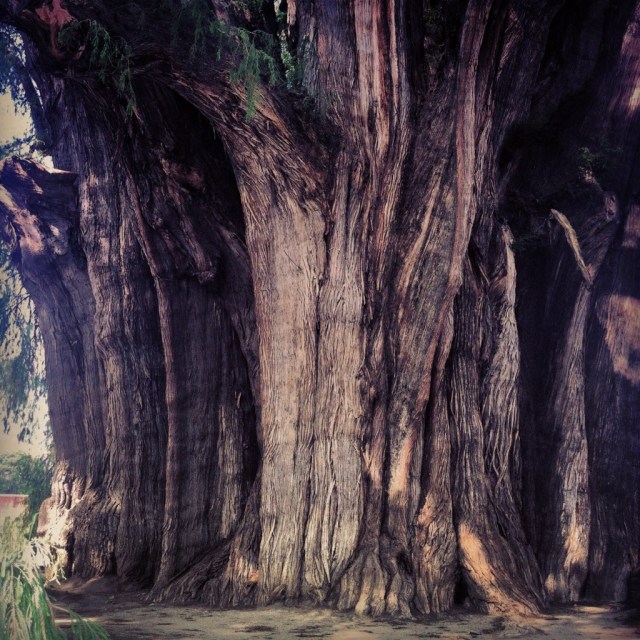Arbol del Tule, Oaxaca, Mexico