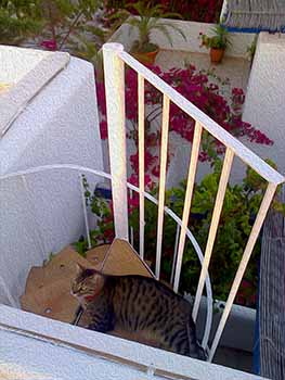 Volver on the stairs