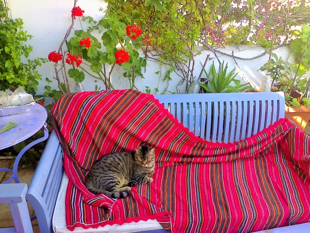 Volver on the terrace