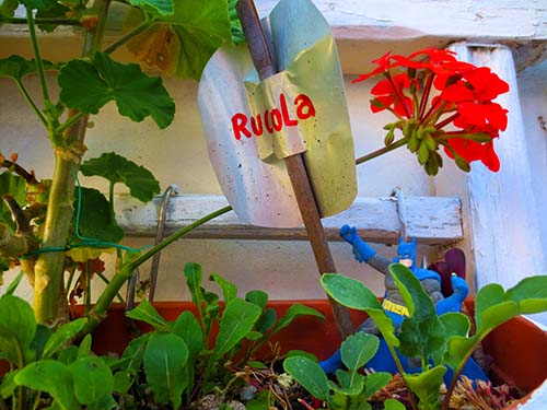 Rucola at La Sussurrata