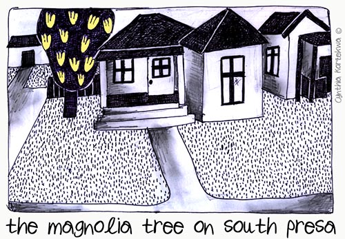 the magnolia tree on south presa