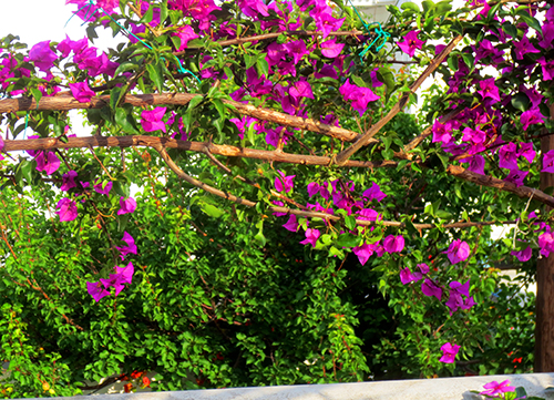 bougainvillea