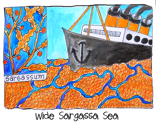 Wide Sargassa Sea