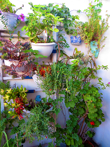 Wall Garden, La Sussurrata