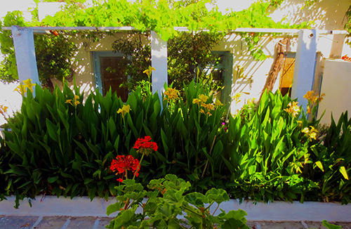 Angeliki's Canna Lilies