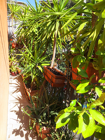 Balcony Garden
