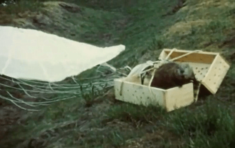 Photo of a beaver coming out of a box attached to a parachute 