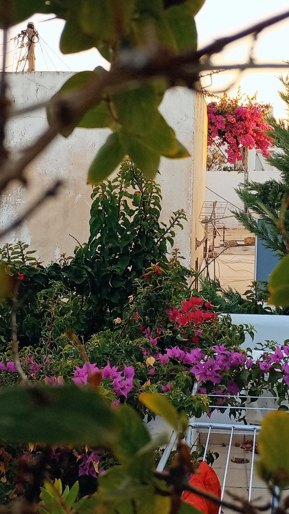 Image of a bougainvillea in the distance 
