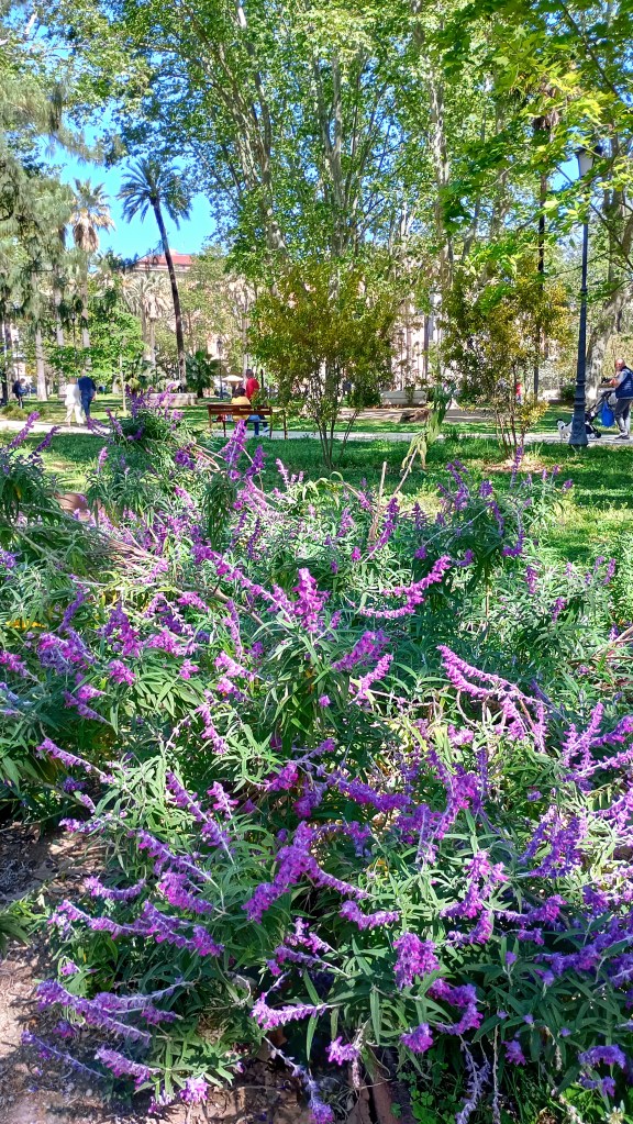 photo of Piazza Vittorio, bush with purple flowers